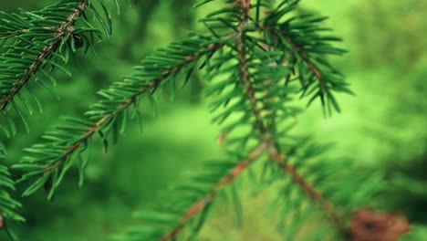 Focus-pull-from-a-macro-pine-tree-branch-to-a-beautiful-woman-walking-through-the-green-forest