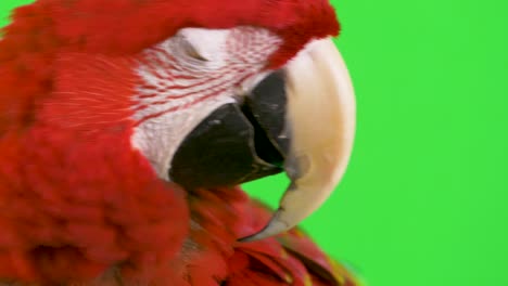 Makro-Nahaufnahme-Eines-Ara-Papageis,-Der-Die-Kamera-Anschaut,-Als-Ob-Er-Eine-Frage-Mit-Kopierbereich-Auf-Der-Rechten-Seite-Stellen-Würde