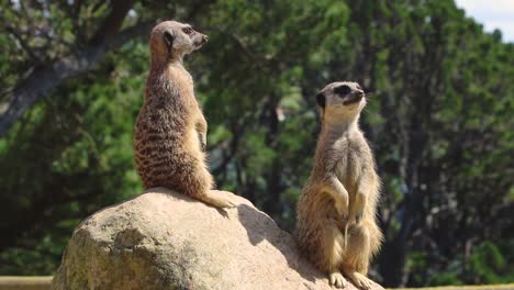 Two-Meerkats-watch-for-danger