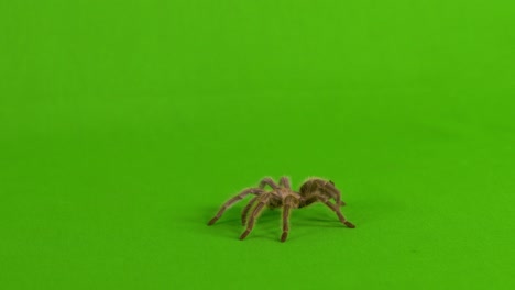 Wide-shot-of-a-brown-tarantula-walking-across-a-green-screen