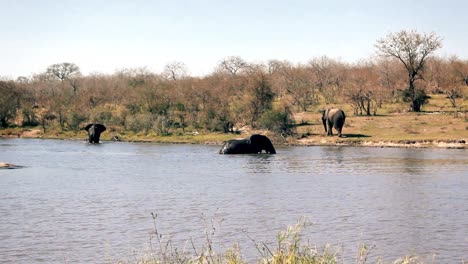 group-of-elephant-taking-a-bath