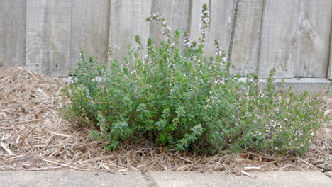 Home-grown-thyme-herb-plant