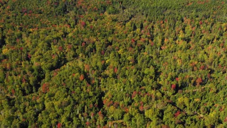 Aerial-drone-shot-flying-forward-and-tilting-up-over-colorful-autumn-forest-trees-to-reveal-large-mountains-as-summer-ends-and-the-summer-season-changes-to-fall-in-Maine
