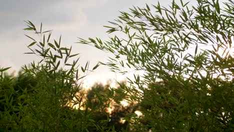 Bamboo-leaves-blowing-in-the-wind-at-sunset