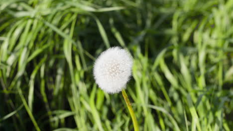 Close-up-of-a-ripe-dandelion-moving-in-the-wind
