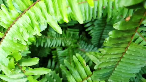 Beautiful-emerald-green-healthy-forest-fern-leaves,-slow-motion-side-pan-with-close-up-leaves-moving-past