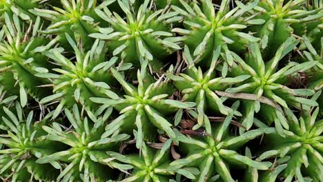 Round-cactus-with-thorns-all-over-with-deep-green-colored-stems,-beautiful-natural-green-texture-and-patterns-as-camera-moves-in-slow-motion