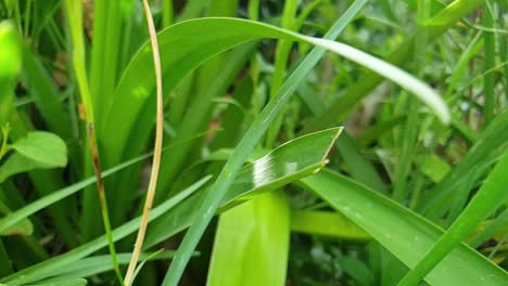 Beautiful-long-deep-green-grass-and-bulbous-flower-plant-leaves-in-garden,-slow-motion-slide-to-the-right-moving-with-flashes-of-sunlight,-calming-and-peaceful-nature-scene