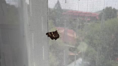 Beautiful-brown-moth-with-golden-brown-and-yellow-textured-wings-flying-and-trying-to-escape-on-a-window-curtain-inside-home