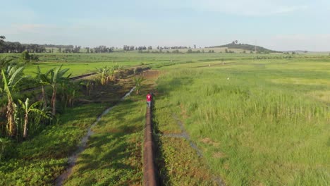 Luftaufnahme-Einer-Person,-Die-Entlang-Einer-Pipeline-In-Sümpfen-Und-Reisfeldern-In-Afrika-Läuft