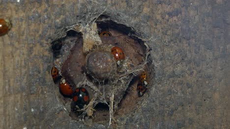 Close-up-of-a-hole-in-the-wall-with-a-bolt-in-the-middle-and-ladybugs-trying-to-find-shelter-and-potential-locations-for-hibernation