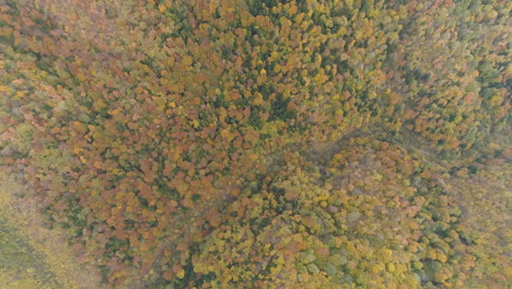 Slow-aerial-above-a-silent-and-florid-Balkan-forest-with-autumn-colors