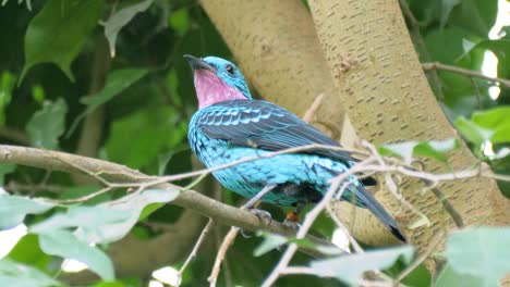 Close-up-shot-of-beautiful-blue-male-spangled-cotinga-with-pink-throat