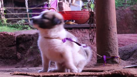Cute-puppy-tied-to-a-post-with-purple-fabric-sits-on-burlap-and-fidgets-waiting-for-attention