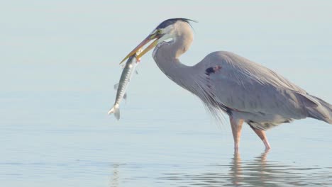 Great-blue-heron-bird-hunting-and-catching-barracuda-in-South-Florida-beach-coast