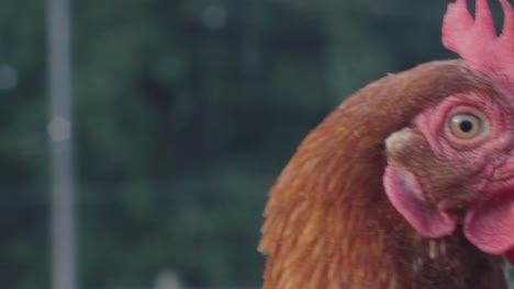 Close-Up-of-a-Chicken-turning-it's-head