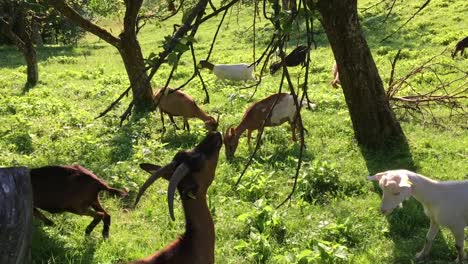 Cabras-Comiendo-Hierba-En-Un-Pasto-Verde