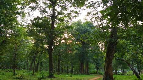 Beautiful-sunrise-light-on-deep-green-old-growth-forest-in-Asia
