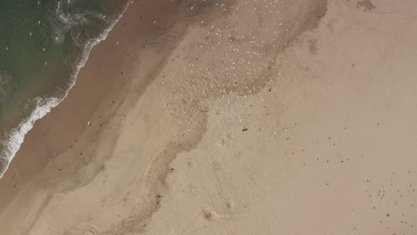 Looking-down-on-birds-landing-on-the-beach-of-Santa-Cruz