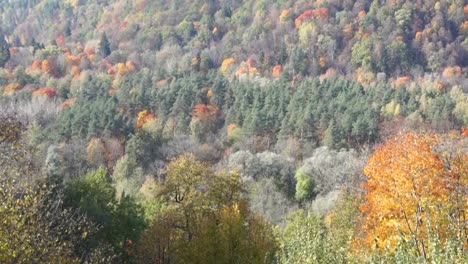 Luftaufnahme-Zum-Wald-Im-Herbst