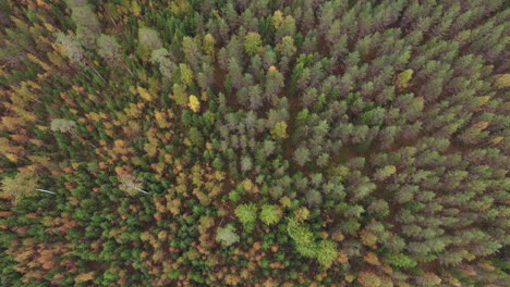 Drone-shot-of-a-autumn-colored-boreal-forest-in-Finland