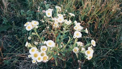 "White-Aster"-flower-in-the-meadow