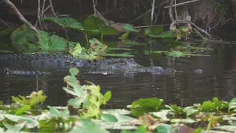 Two-alligators-swimming-together-during-mating-in-South-Florida-Everglades-in-4K-resolution