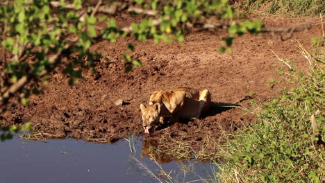 A-Lioness-Drinks-from-a-Watering-Hole-in-the-Serengeti-While-Carefully-Keeping-Watch