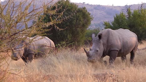 Rinocerontes-Blancos-Del-Sur-Pastando