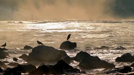 Vögel-Auf-Einem-Fluss-Am-Morgen