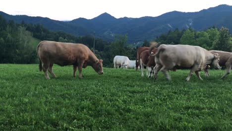 Eine-Gruppe-Von-Kühen,-Die-Bei-Sonnenuntergang-Gras-Auf-Einer-Grünen-Wiese-Fressen