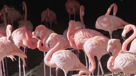 Herde-Von-Rosa-Flamingos-Auf-Den-Felsen