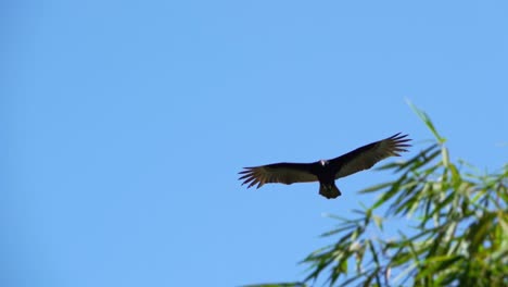 Vulture-in-sustained-flight-shot-in-slow-motion,-blue-and-clear-sky