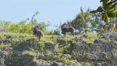 Wild-goat-climbs-up-cliff