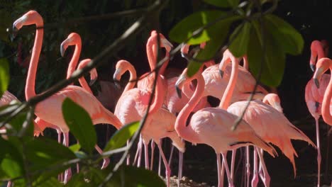 Close-up-shot-of-pink-flamingos-through-the-trees