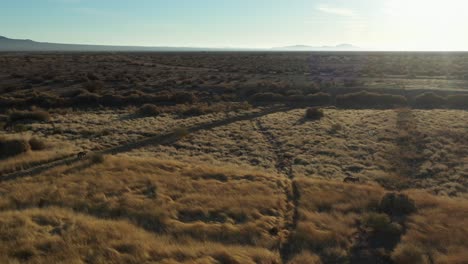 AERIAL-Tracking-Shot-of-Coyote-pack-running-through-Mojave-Desert,-golden-hour