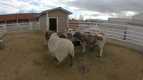 Sheep-and-goats,-one-with-three-horns,-eat-hay-in-a-farm-pen