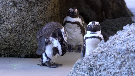 Pingüinos-Parados-Entre-Rocas-En-Ciudad-Del-Cabo