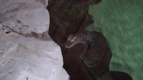 Kaiman-Schwimmt-Auf-Dem-Wasser-Eines-Zoos