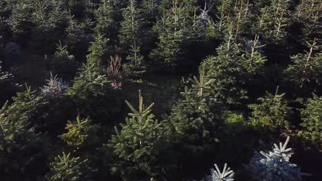 Aerial-rotating-shot-of-Christmas-trees