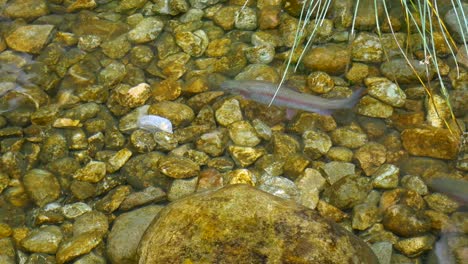 Large,-wild-rainbow-trout-swimming-near-the-shore-of-a-creek-in-the-late-autumn