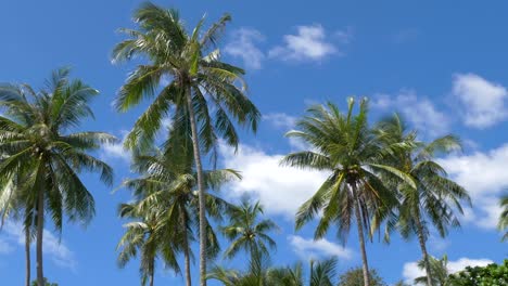 Coconut-palm-trees-with-blue-sky-on-tropical-island
