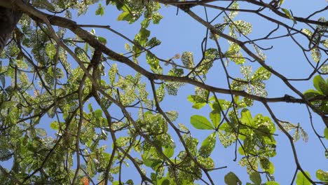 Low-angle-view-looking-directly-up-at-the-leaves-of-a-terminalia-catappa-tree-on-a-sunny-day