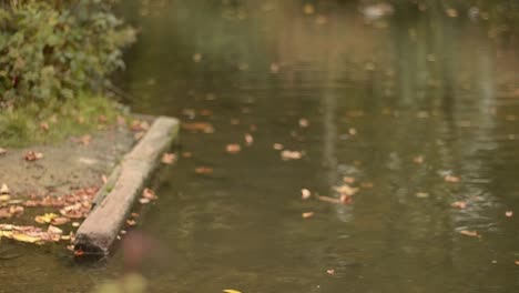 Pond-with-small-wooden-pier-reflections-and-autumn-leaves