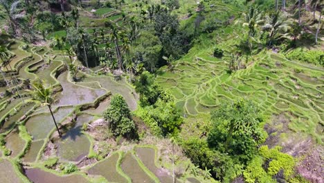 Drone-opening-reveal-shot-of-amazing-valley-with-rice-terraces-in-Ubud-on-Bali,-Indonesia