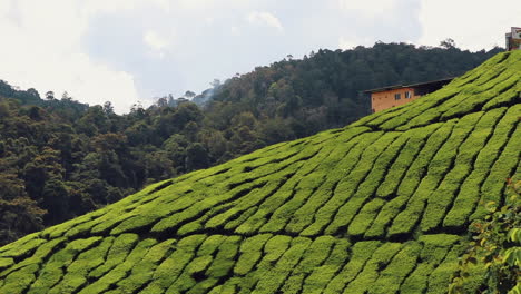 Tea-plantation-in-Cameron-Highlands,-Malaysia