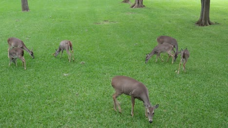 Deer-eating-in-the-yard