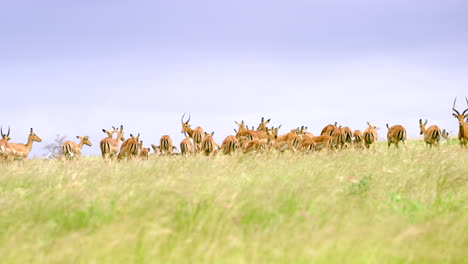 Kenya_Wide-Shot-Herd-of-Gazelle-on-top-of-grassy-hill