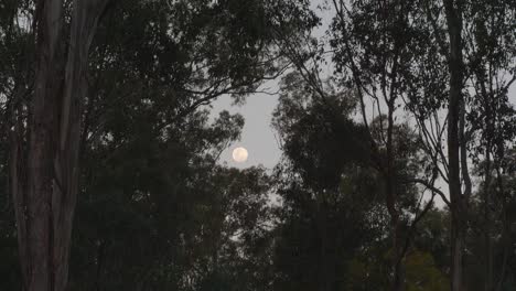Luna-Llena-A-Través-De-Los-árboles-Queensland-Australia