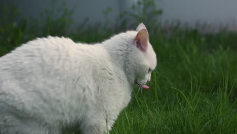 White-Cat-Chew-Plant-in-Grass-Field